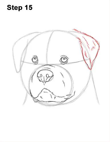 How to Draw a Rottweiler Dog Head Portrait Face 15