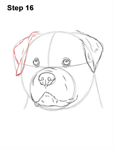 How to Draw a Rottweiler Dog Head Portrait Face 16