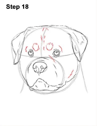 How to Draw a Rottweiler Dog Head Portrait Face 18