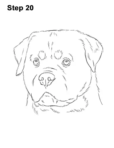 How to Draw a Rottweiler Dog Head Portrait Face 20