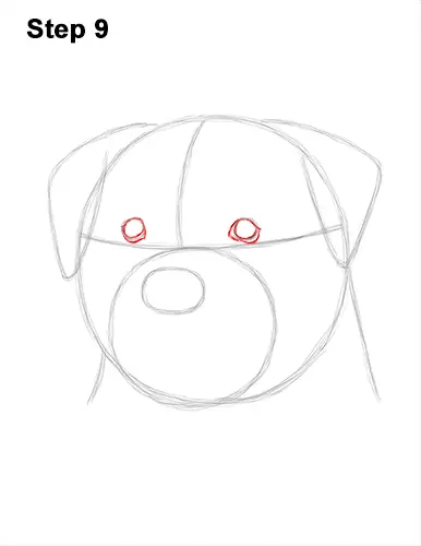 How to Draw a Rottweiler Dog Head Portrait Face 9