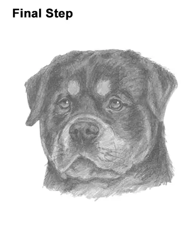 How to Draw a Rottweiler Dog Head Portrait Face