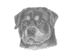 How to Draw a Rottweiler Head Detail Portrait