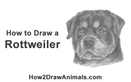 How to Draw a Rottweiler Dog Head Portrait Face