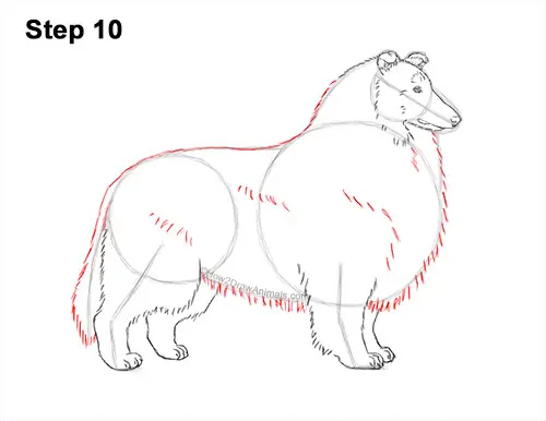 How to Draw a Rough Collie Dog Side View 10
