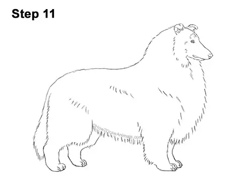 How to Draw a Rough Collie Dog Side View 11