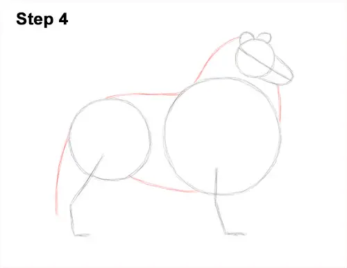 How to Draw a Rough Collie Dog Side View 4