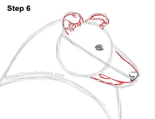 How to Draw a Rough Collie Dog Side View 6