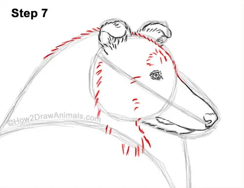 How to Draw a Rough Collie Dog Side View 7