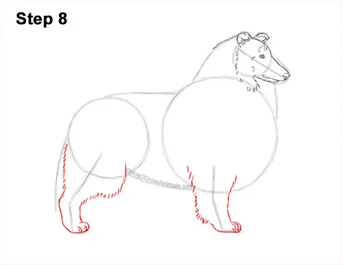 How to Draw a Rough Collie Dog Side View 8