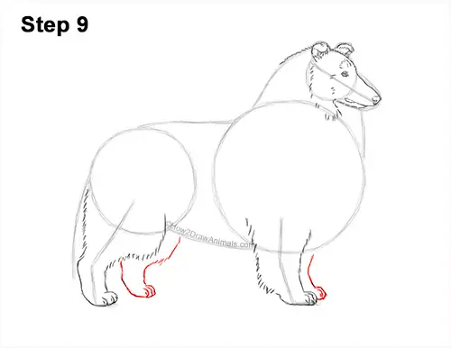 How to Draw a Rough Collie Dog Side View 9