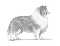 How to Draw a Rough Collie Dog Side View