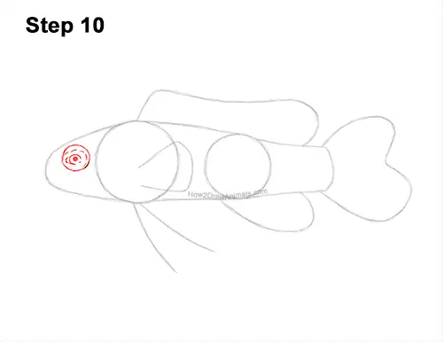 How to Draw a Royal Gramma Fairy Basslet Fish 10