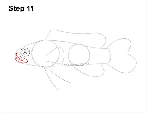 How to Draw a Royal Gramma Fairy Basslet Fish 11