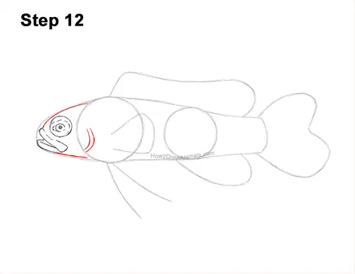 How to Draw a Royal Gramma Fairy Basslet Fish 12