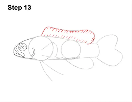 How to Draw a Royal Gramma Fairy Basslet Fish 13