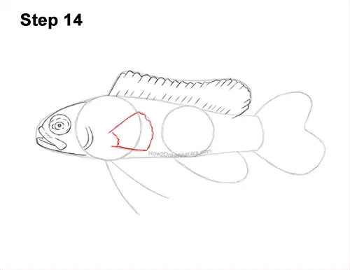 How to Draw a Royal Gramma Fairy Basslet Fish 14