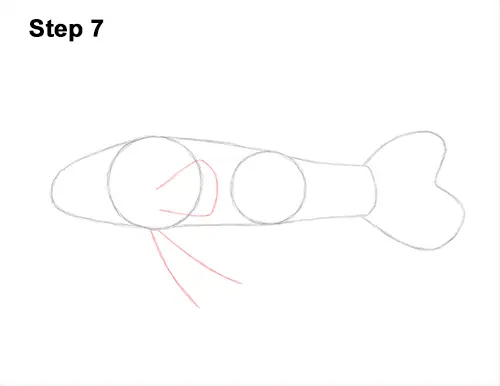 How to Draw a Royal Gramma Fairy Basslet Fish 7