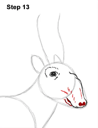 How to Draw a Male Saiga Antelope 13