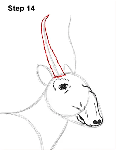 How to Draw a Male Saiga Antelope 14