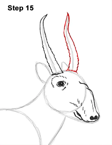How to Draw a Male Saiga Antelope 15