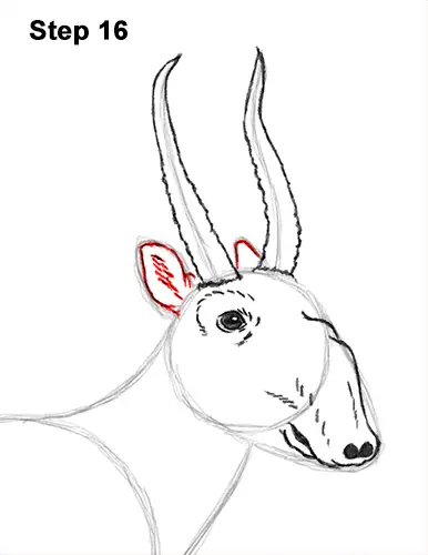 How to Draw a Male Saiga Antelope 16