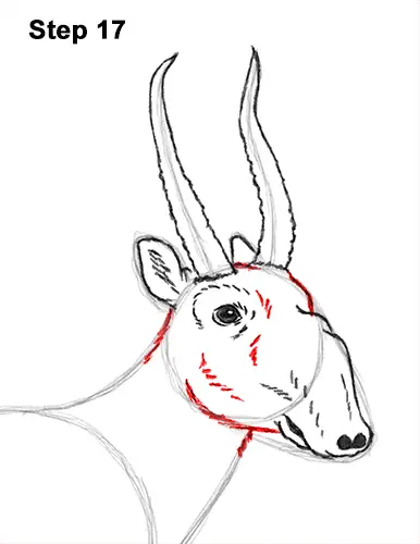 How to Draw a Male Saiga Antelope 17