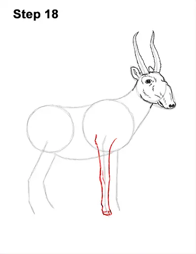 How to Draw a Male Saiga Antelope 18