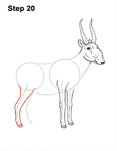How to Draw a Male Saiga Antelope 20