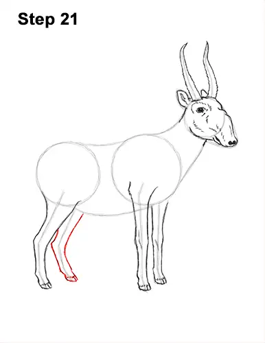 How to Draw a Male Saiga Antelope 21
