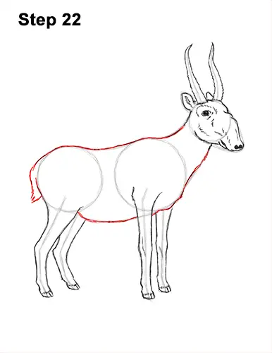 How to Draw a Male Saiga Antelope 22