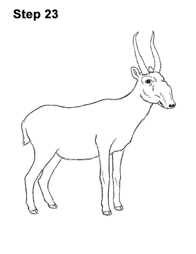 How to Draw a Male Saiga Antelope 23
