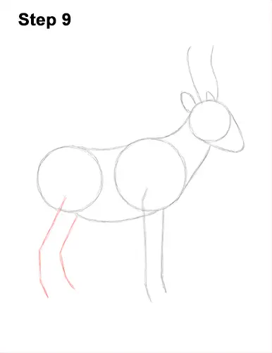 How to Draw a Male Saiga Antelope 9