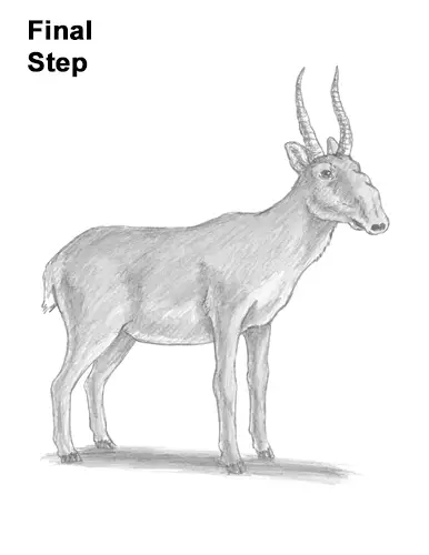 How to Draw a Male Saiga Antelope