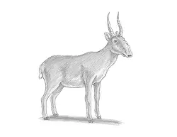 How to Draw a Saiga Antelope