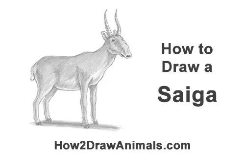 How to Draw a Male Saiga Antelope Nose