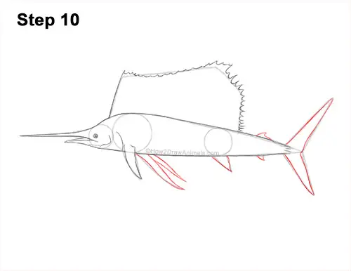 How to Draw an Atlantic Sailfish Side View 10