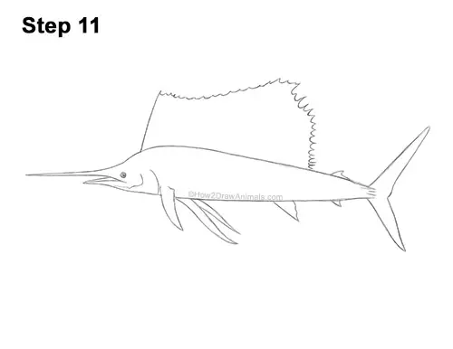 How to Draw an Atlantic Sailfish Side View 11