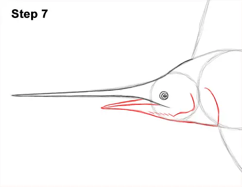 How to Draw an Atlantic Sailfish Side View 7