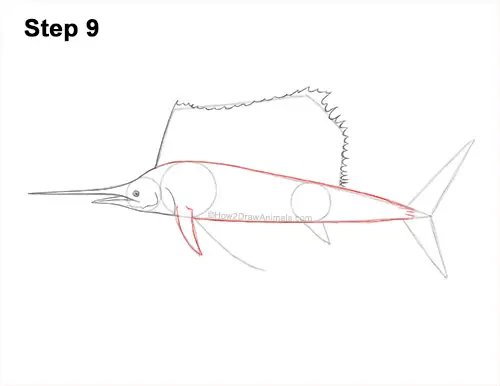 How to Draw an Atlantic Sailfish Side View 9