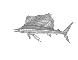 How to Draw an Atlantic Sailfish Fish Side View