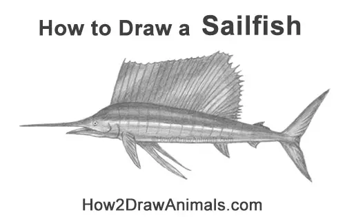 How to Draw an Atlantic Sailfish Side View
