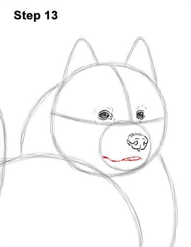 How to Draw a White Samoyed Puppy Dog 13