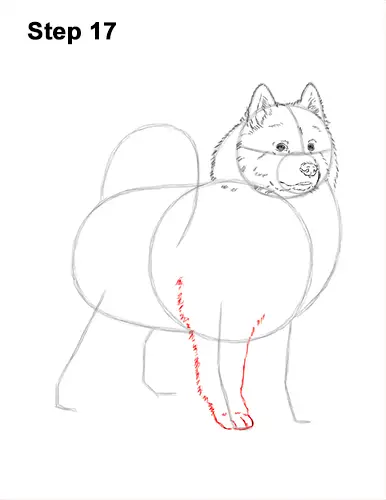 How to Draw a White Samoyed Puppy Dog 17