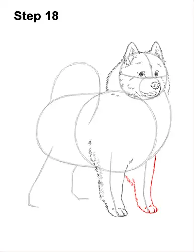 How to Draw a White Samoyed Puppy Dog 18