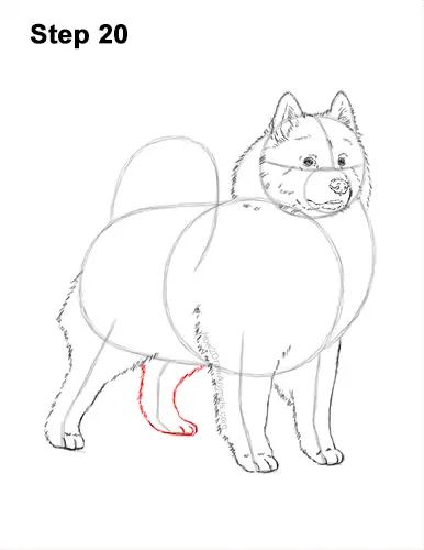 How to Draw a White Samoyed Puppy Dog 20