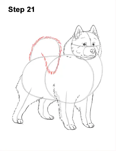 How to Draw a White Samoyed Puppy Dog 21