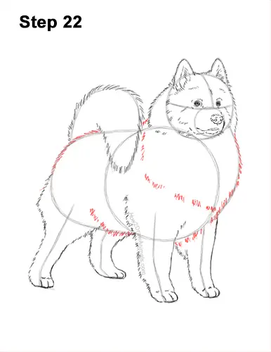 How to Draw a White Samoyed Puppy Dog 22