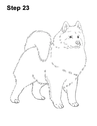 How to Draw a White Samoyed Puppy Dog 23