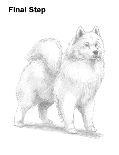 How to Draw a White Samoyed Puppy Dog